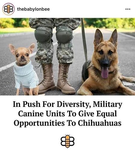 In push for diversity, military canine units to give equal opportunities to Chihuahuas